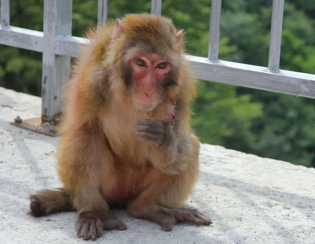 江油山上发现一只独臂猴子 不得不向人间讨生活